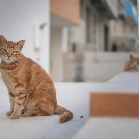 The Bayview Executive Penthouse *