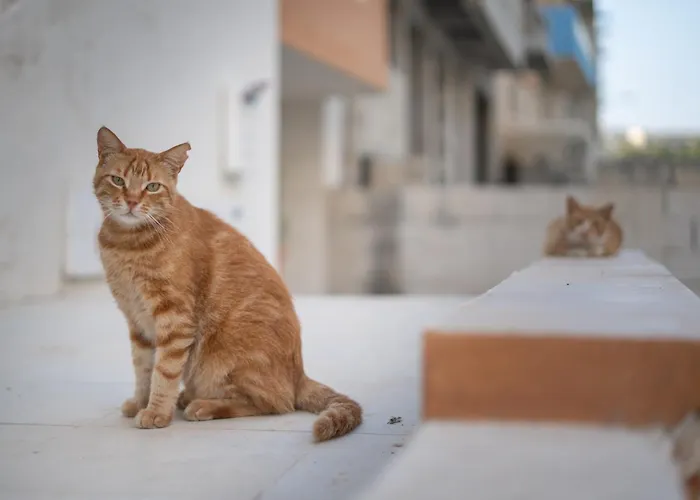 The Bayview Executive Penthouse *